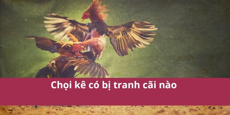 Đá Gà Cựa Dao Trận Chiến Đỉnh Cao Đầy Kịch Tính Và Máu Lửa 4 Chọi kê có bị tranh cãi nào