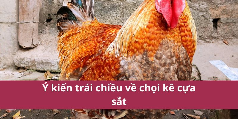 Đá Gà Cựa Sắt Hello88 Kịch Tính Hấp Dẫn Nhất Năm 2025 4 Ý kiến trái chiều về chọi kê cựa sắt