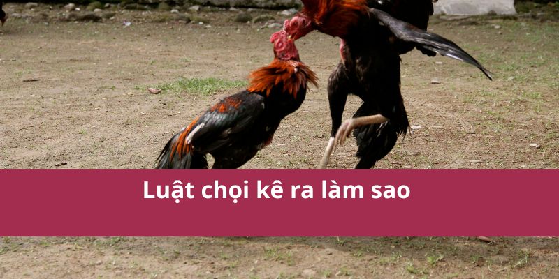 Đá Gà Thomo – Trận Đấu Kịch Tính Và Hấp Dẫn Nhất Hiện Nay 3 Luật chọi kê ra làm sao