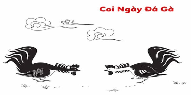 Bí Kíp Xem Ngày Đá Gà - Những Chia Sẻ Từ Hello88 Cho Newbie 4 Tầm quan trọng của bí kíp xem ngày đá gà khi giải trí